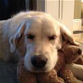 This Is A Nice Little Pillow