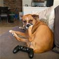 This Is Chewy