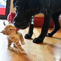 funny dog 2