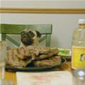 funny dog 1