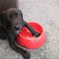 funny dog 1