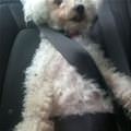 funny dog 5