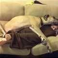 funny dog 4