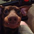 This Is My Arf Face