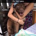 funny dog 2