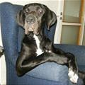 funny dog 5