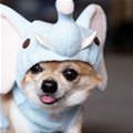 funny dog 5