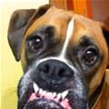funny dog 1