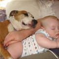 funny dog 4