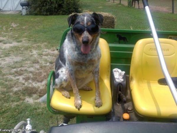 This Is One Cool Farm Dog