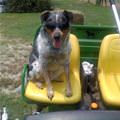 This Is One Cool Farm Dog