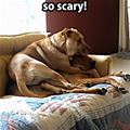 funny dog 1