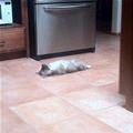 funny dog 4
