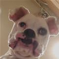 funny dog 5
