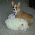funny dog 5