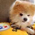 funny dog 1