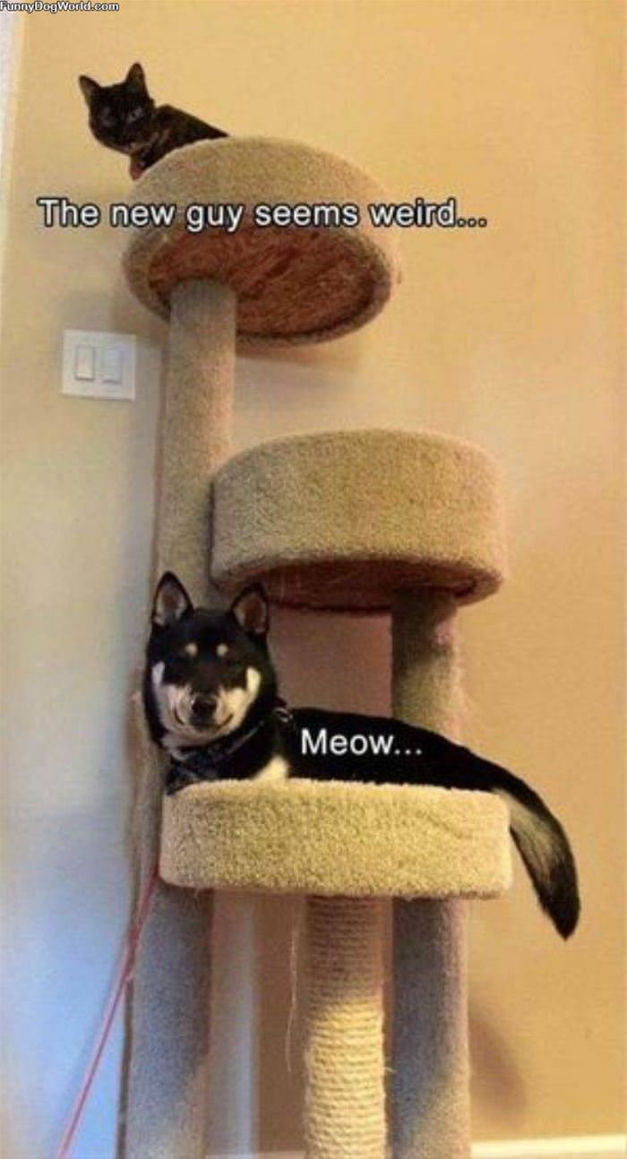 This New Guys Meow