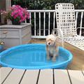 funny dog 1