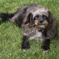 funny dog 1