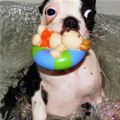 This Toy Is Fun