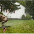 funny dog 1