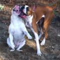 funny dog 5