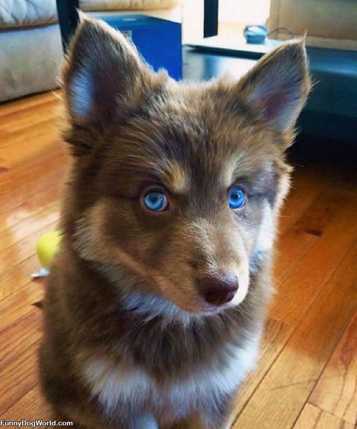 Those Baby Blues