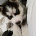 funny dog 3