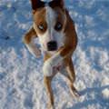 funny dog 5