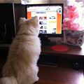 Thumper On Funnydogsite