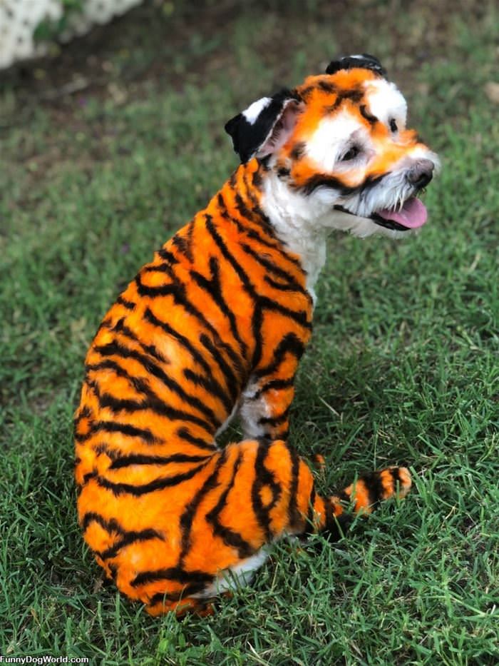 Tiger Dog