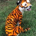 Tiger Dog