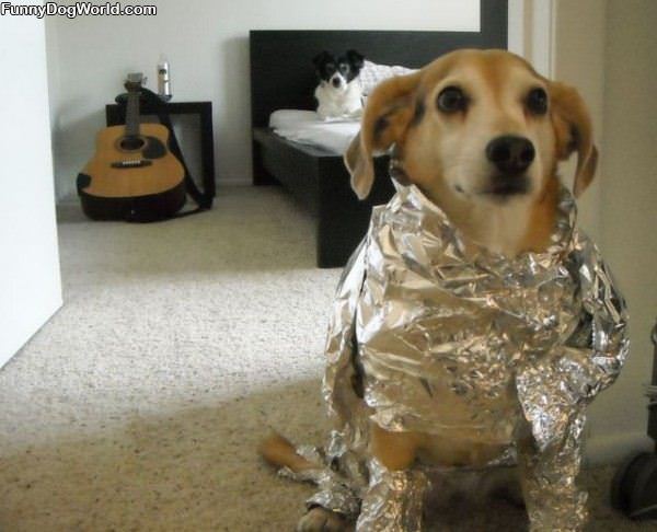 Tin Foil Dog