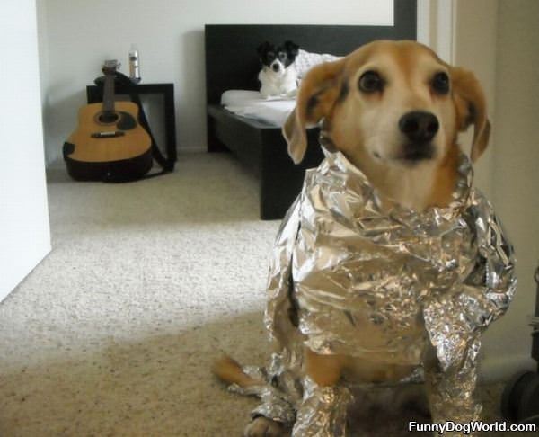 Tinfoil Dog