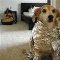 funny dog 3