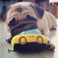 funny dog 3