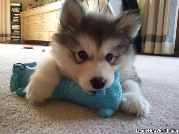 Tiny Puppy Toy