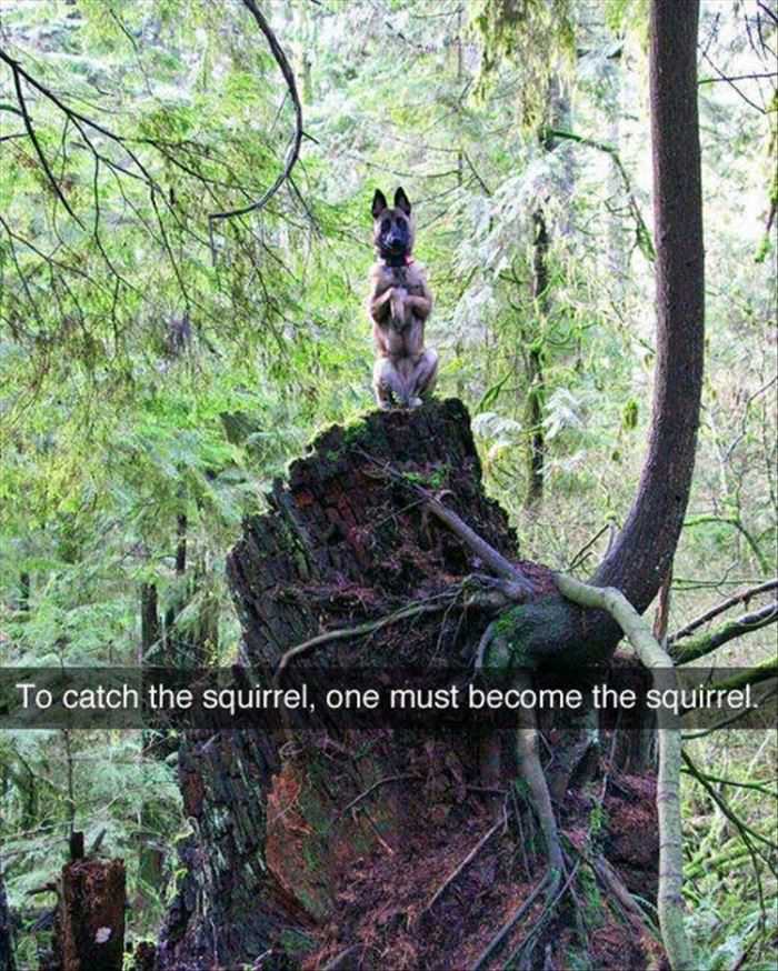 To Catch A Squirrel