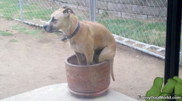 Toby On The Pot