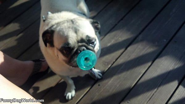 Toby With Pacifier