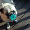 Toby With Pacifier