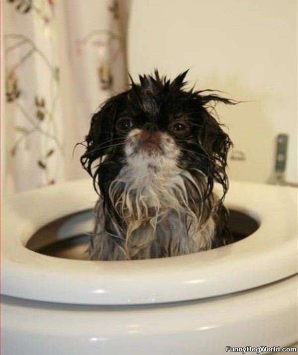 Toilet Dog