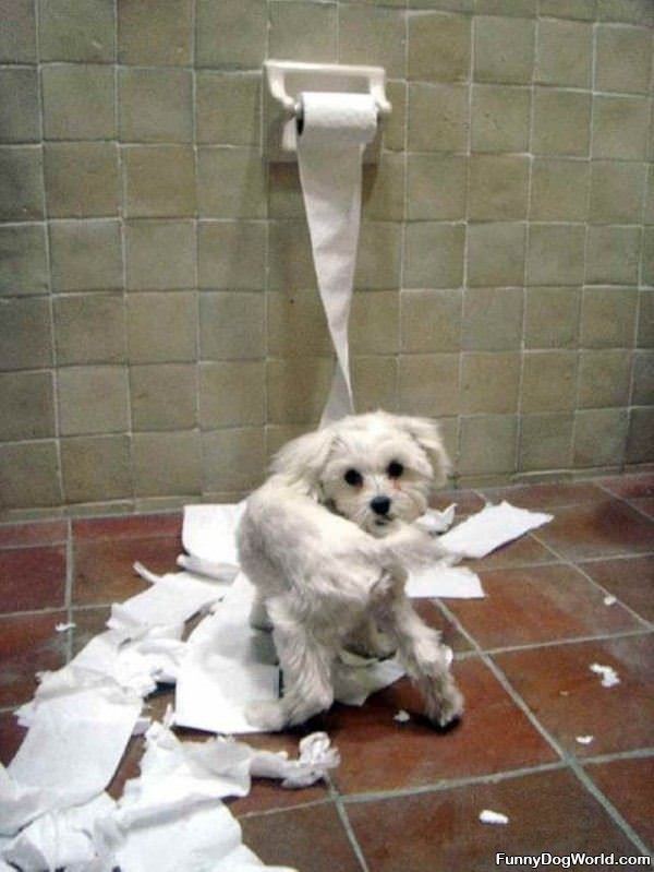 Toilet Paper