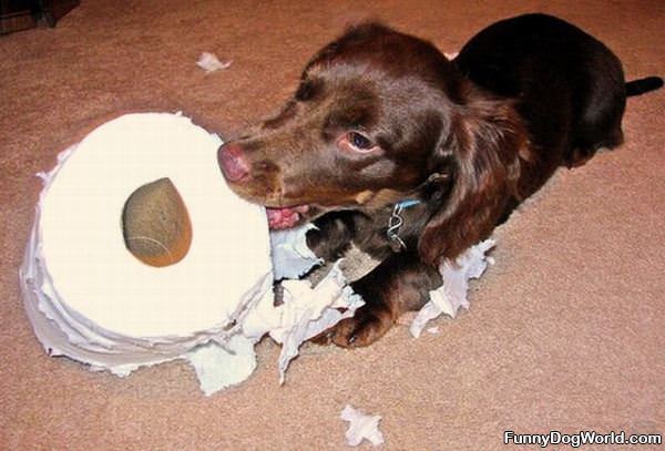 Toilet Paper Fetch