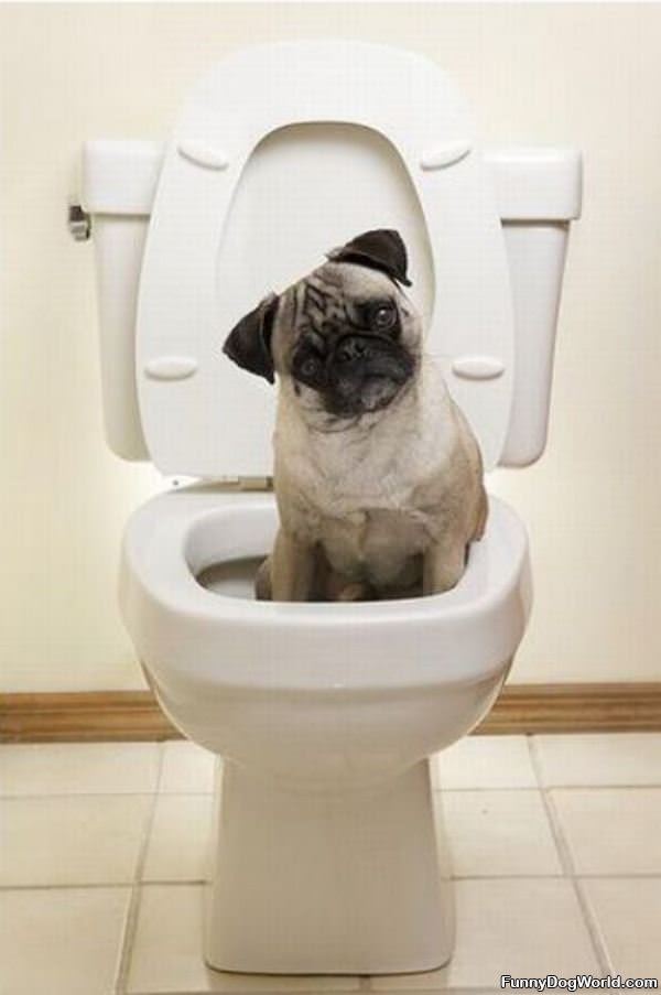 Toilet Pug