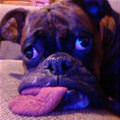 Tongue Is Totally Lazy Today