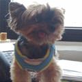 Tongue Out Cute Dog