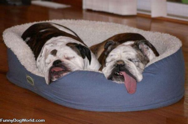 Tongue Sleepers