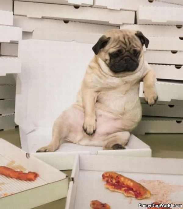 Too Much Pizza