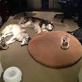 Took The Dogs Bed